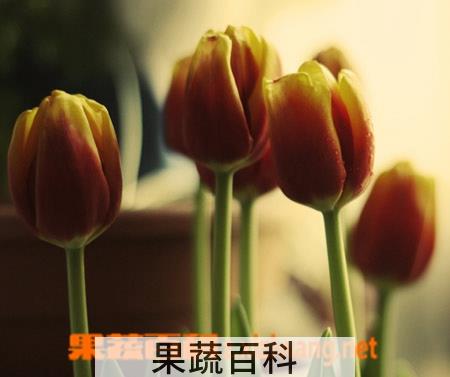 果蔬百科郁金香的养殖方法和注意事项