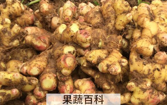 小黄姜有什么作用 小黄姜的功效与作用