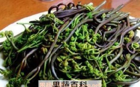 山蕨菜的功效作用及危害蕨菜怎么做又黄又不粘 山蕨菜怎么做好吃窍门