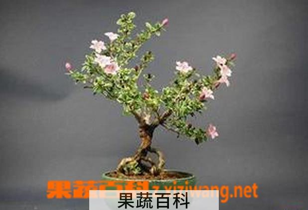 果蔬百科六月雪盆景的制作方法