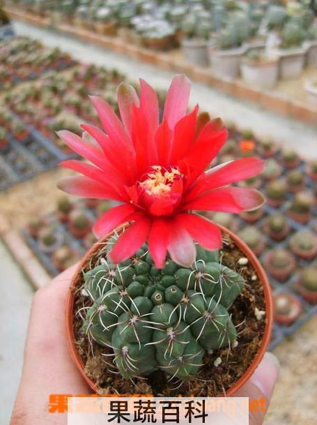 果蔬百科仙人球开花后怎么办