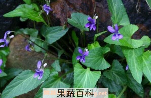 堇菜的功效与作用 堇菜的药用价值