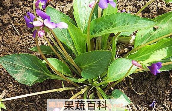 堇菜的功效与作用 堇菜的药用价值