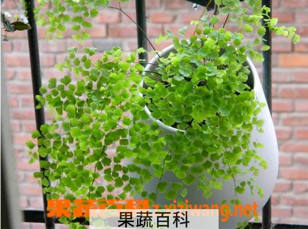 果蔬百科千叶草的养殖和注意事项