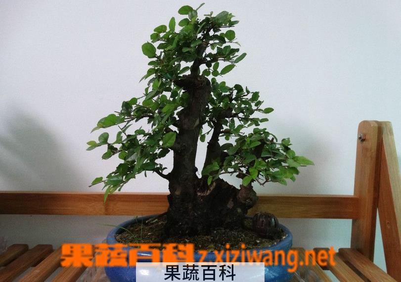 果蔬百科雀梅盆景如何制作