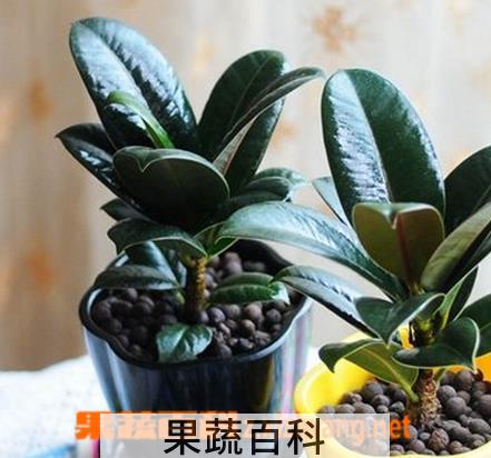 果蔬百科黑金刚的养殖方法