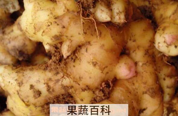 东材姜和普通姜的区别 东材姜的功效与作用