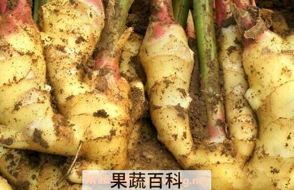 东材姜和普通姜的区别 东材姜的功效与作用