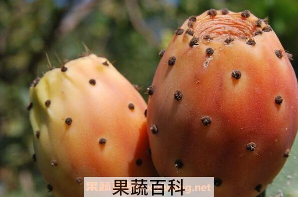仙人掌果的功效与作用 仙人掌果的禁忌