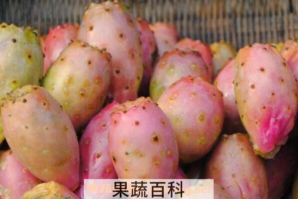 仙人掌果的功效与作用 仙人掌果的禁忌