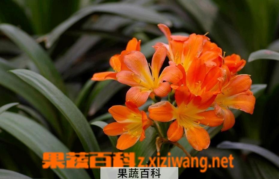 果蔬百科大花君子兰