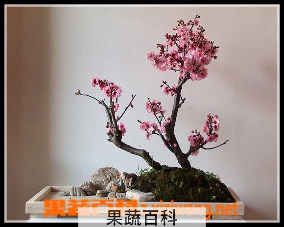 果蔬百科盆栽梅花开花后怎么管理