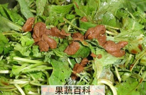 东北臭菜的功效与作用 东北臭菜的禁忌