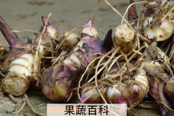 芭蕉芋的功效和作用有哪些