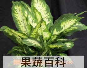 果蔬百科万年青的养殖方法和注意事项