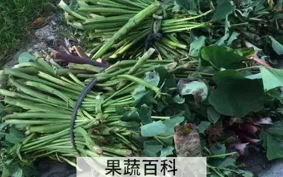 新鲜芋苗的功效与作用