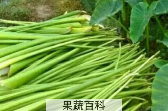 新鲜芋苗的功效与作用