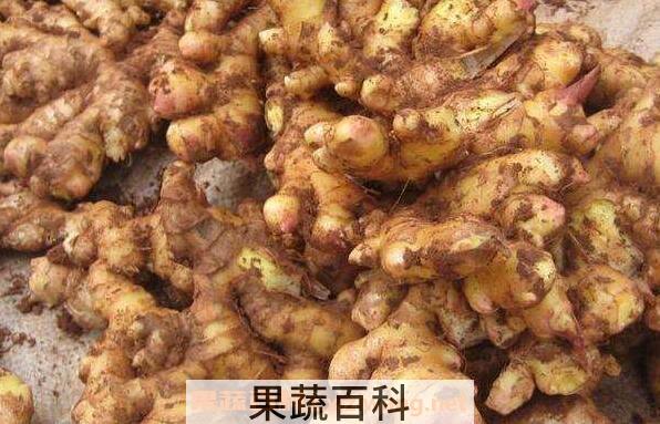 小黄姜跟普通姜的区别 小黄姜的禁忌