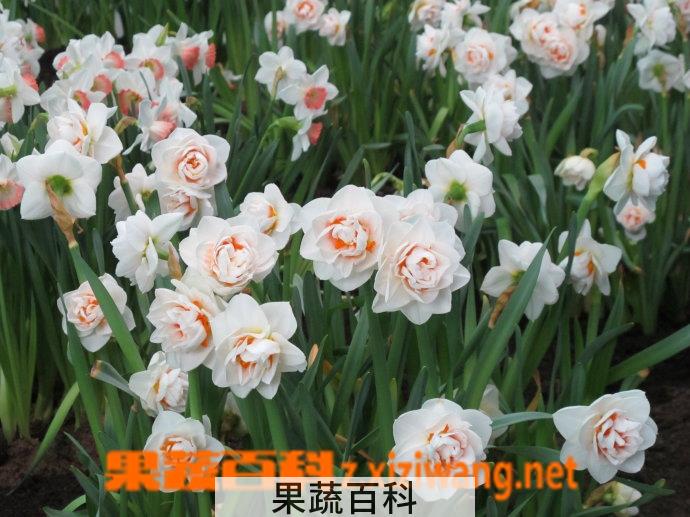 果蔬百科洋水仙开花后的处理方法
