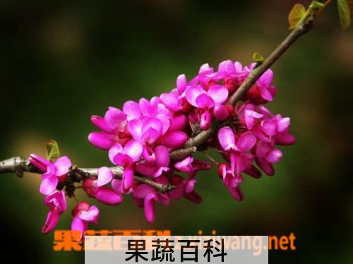 果蔬百科紫荆花的养殖方法