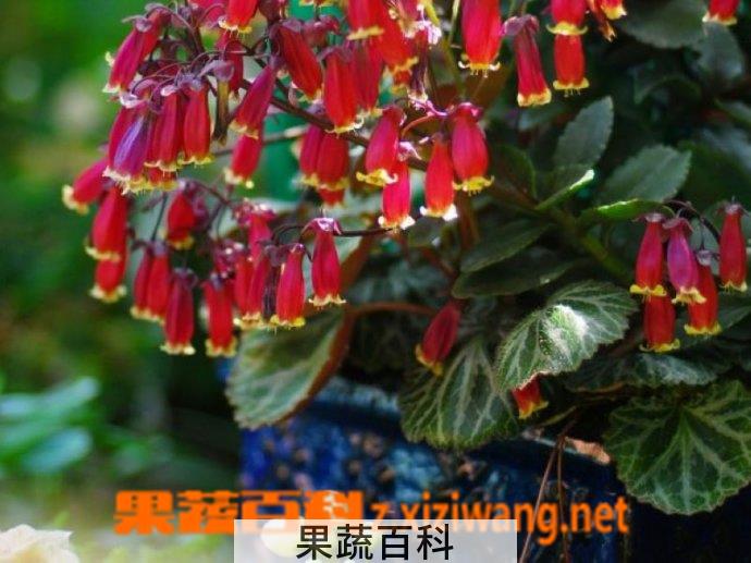 果蔬百科宫灯长寿花的繁殖方法