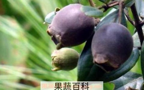 三稔干的作用和用法 三稔干有什么功效