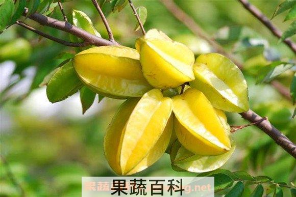 杨桃