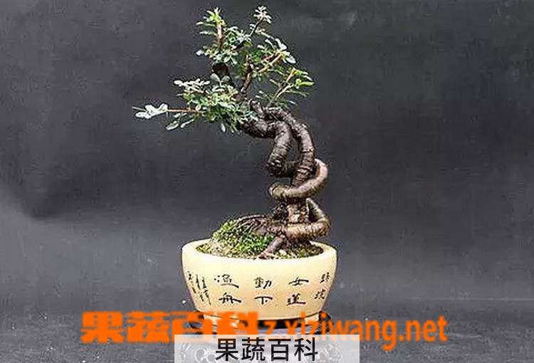 果蔬百科金雀盆景的制作与养护