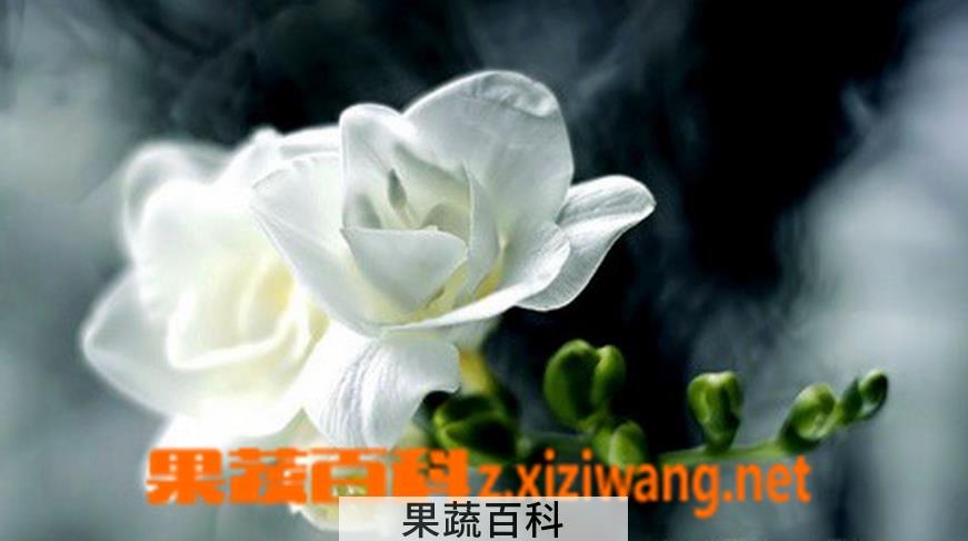 果蔬百科小苍兰的养殖方法
