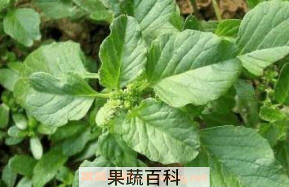 凹头苋怎么吃 凹头苋的食用方法