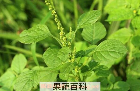 凹头苋怎么吃 凹头苋的食用方法
