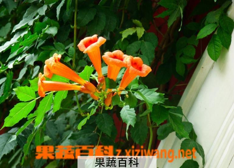 果蔬百科凌霄花的养殖方法