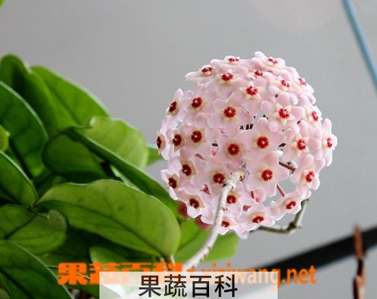 果蔬百科球兰的养殖方法