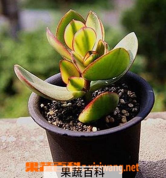 果蔬百科玉树的修剪方法图解