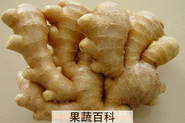 山明姜的功效与作用 山明姜的禁忌