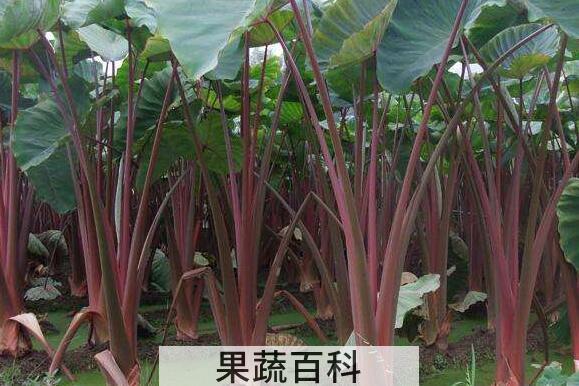 紫柄芋的作用与功效