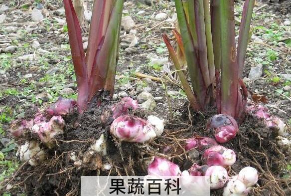 紫柄芋的作用与功效