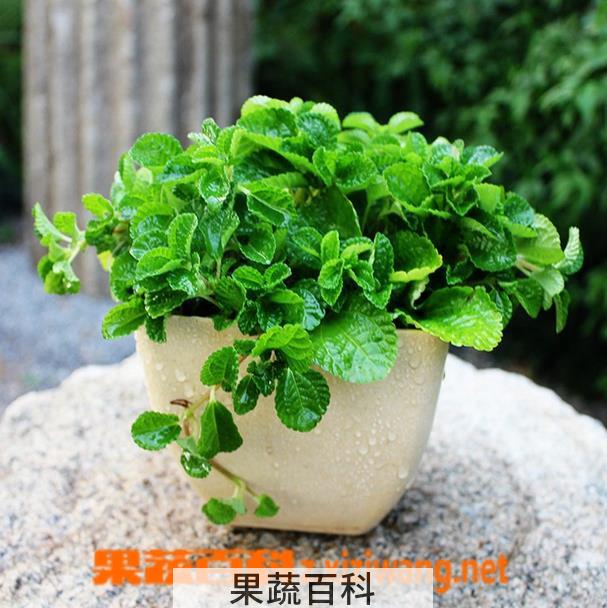 果蔬百科吸毒草的养殖方法和注意事项