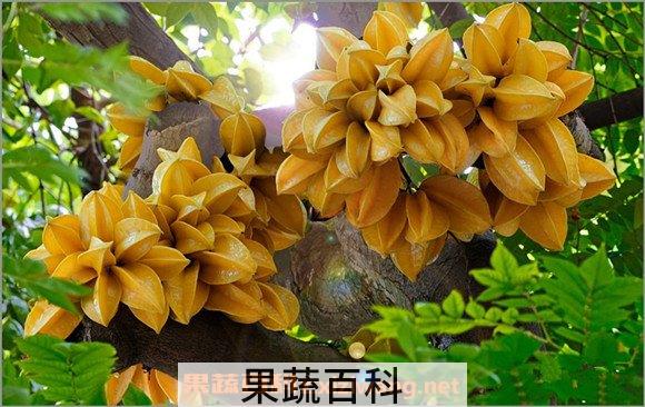 酸三稔