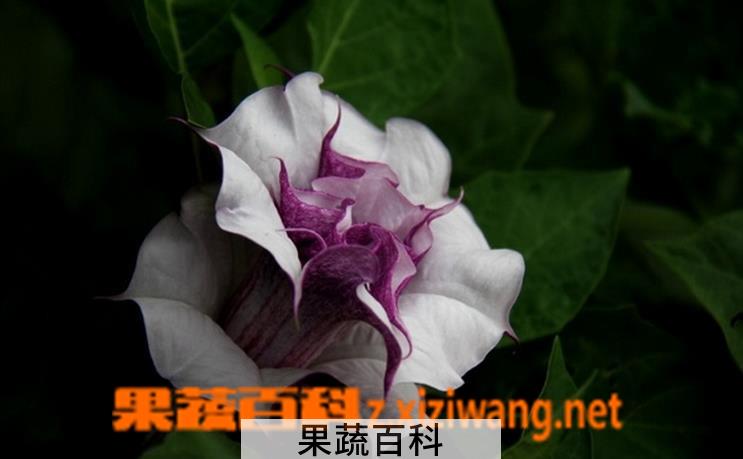果蔬百科曼陀罗花怎么种