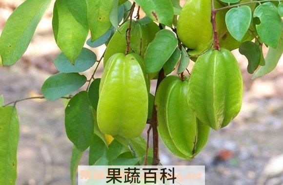 酸杨桃根