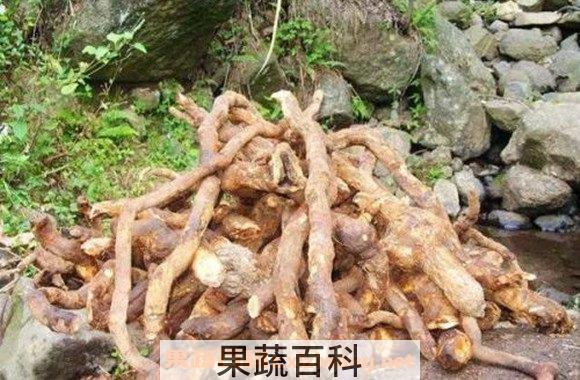 酸杨桃根