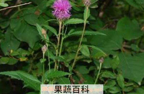 泥胡菜和大蓟的区别 大蓟的功效与作用