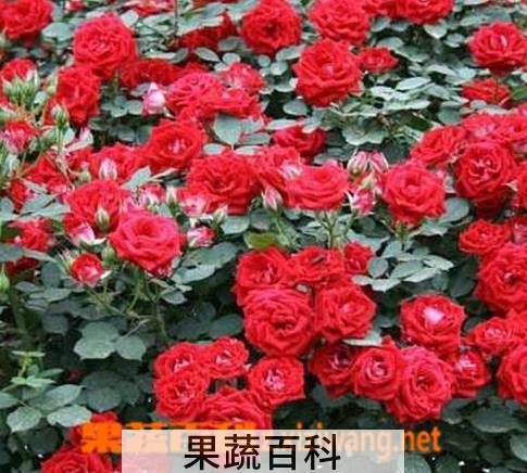 果蔬百科月季花的养殖方法