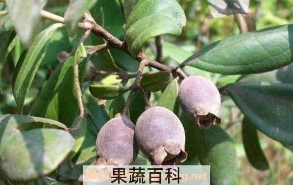 三稔水的功效与作用
