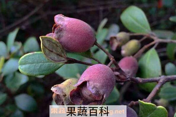 三稔水的功效与作用