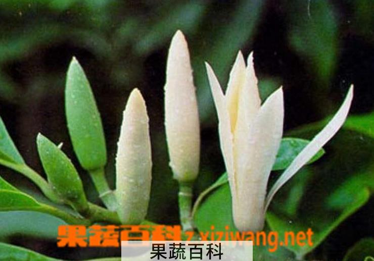 果蔬百科白兰花的养殖方法
