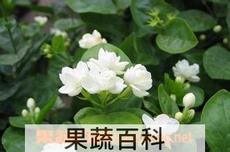 果蔬百科栀子花的养殖方法