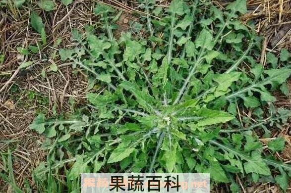 泥胡菜怎么吃 泥胡菜怎么做好吃