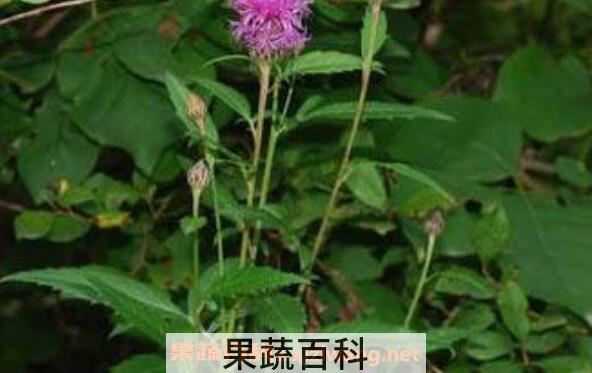 泥胡菜怎么吃 泥胡菜怎么做好吃